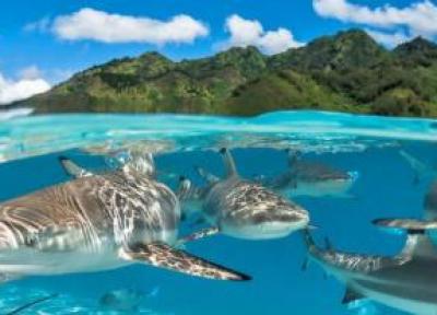 آرامش مرجانی در تاهیتی│ تصاویری از جزیره آتشفشانی در اقیانوس آرام آرامش مرجانی در تاهیتی│ تصاویری از جزیره آتشفشانی در اقیانوس آرام